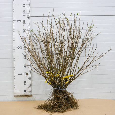 Agrest czerwony Krasnosłowiański w balocie