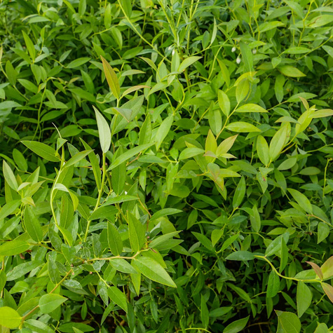 Borówka amerykańska Pink Lemonade karłowa na balkon