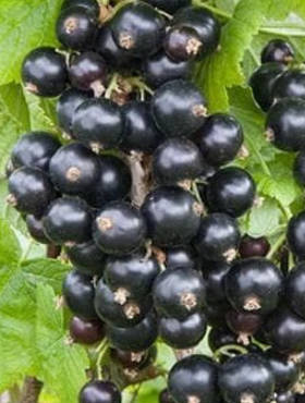 Porzeczka czarna Sofi na pniu doniczka