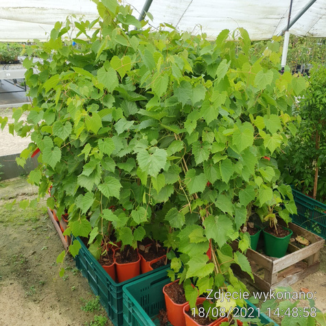 Winorośl winogrona Muskat Odesskij