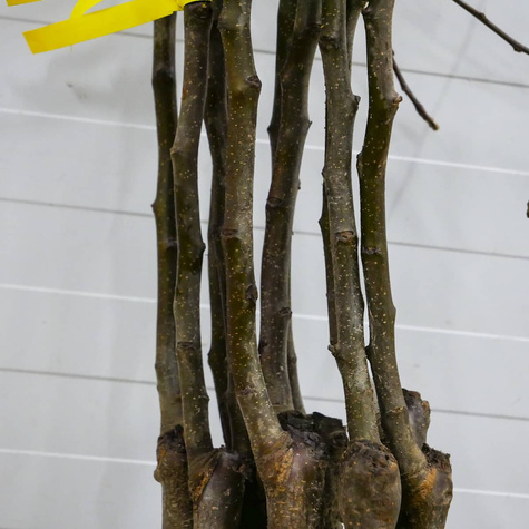 Jabłoń Red Boskoop