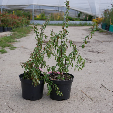 Pigwowiec japoński Red Joy