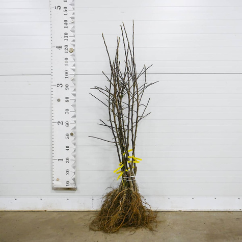 Jabłoń Typu Ariwa Parchoodporna START PACK