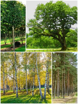 Zestaw Polski Las Plant Pack