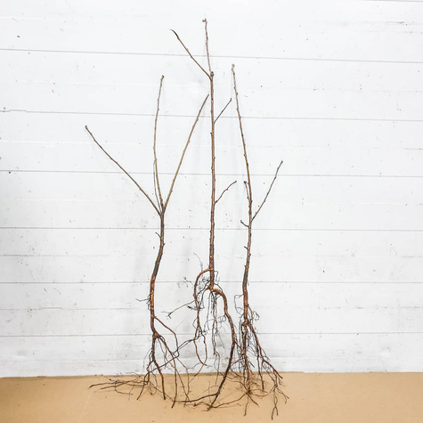 Wiśnia wonna Antypka na zywopłot Plant Pack