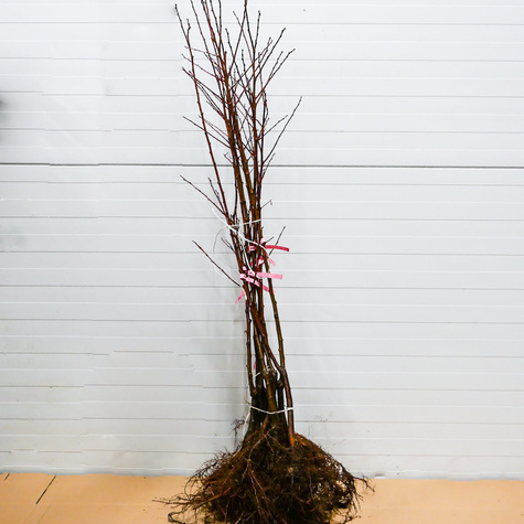 Śliwa japońska Gauota