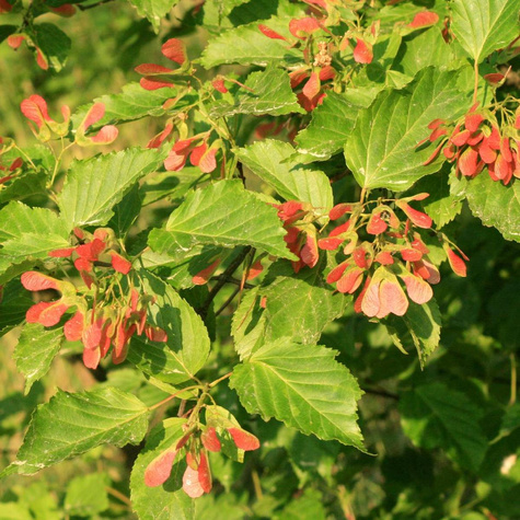 Klon tatarski Ginnala Ognisty Plant Pack