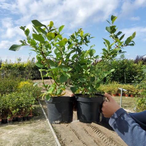 Borówka amerykańska Brigitta