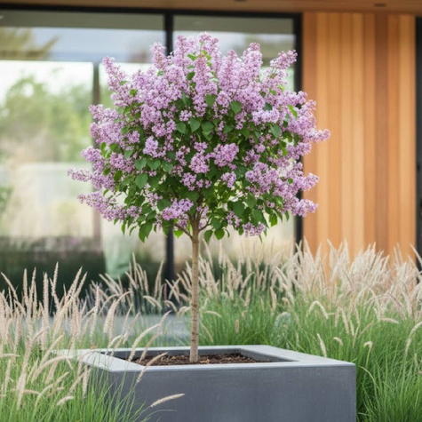 Lilak Meyera Palibin Bez na Pniu Miniaturka Pachnący (C2)