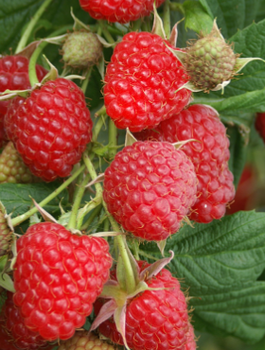 Malina Polesie powtarzająca w doniczce