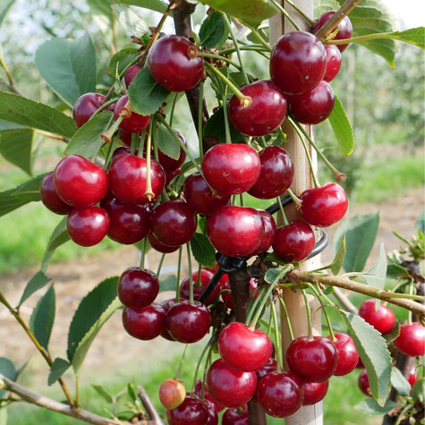 Wiśnia Nana Start Pack