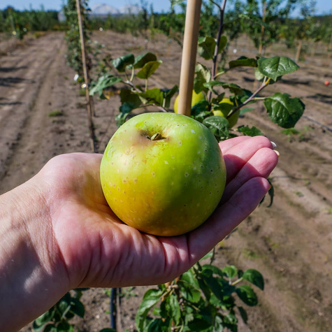 Półkarłowa Jabłoń Kosztela START PACK