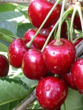 Wisnia Wolynska START PACK