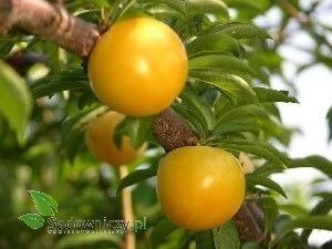 Śliwa japońska Shiro w doniczce (C2)