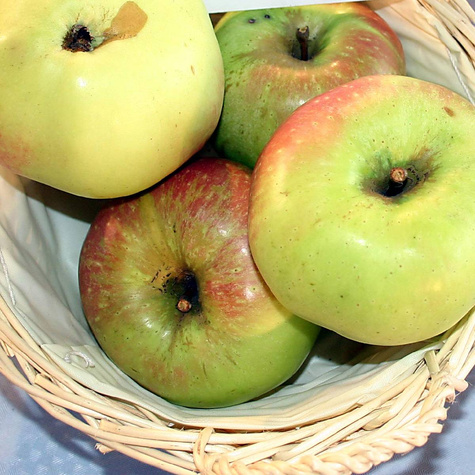 Jabłoń Stara Odmiana Boiken w doniczce