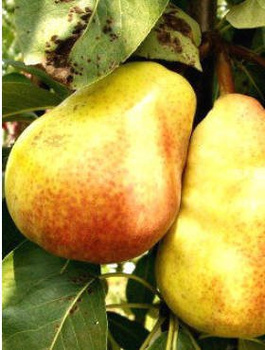 Grusza Lipcówka START PACK