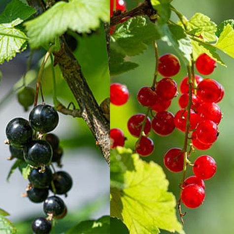 Duo porzeczka czerwono-czarna na pniu balot