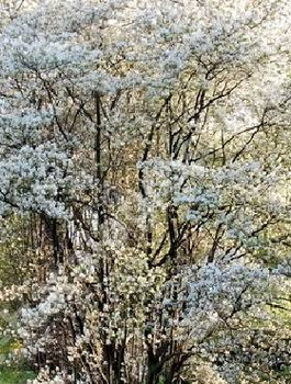 Świdośliwa gładka Snowcloud (C2)