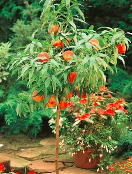 Mini brzoskwinia karłowa Honey Gold START PACK