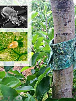 Dobroczynek gruszowy 500 opasek DARMOWA WYSYŁKA