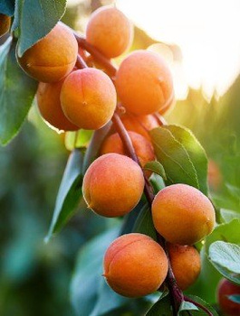 Morela Wczesna z Morden START PACK