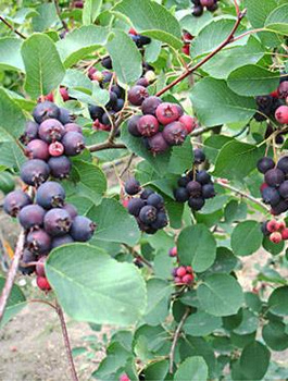 Świdośliwa olcholistna Northline