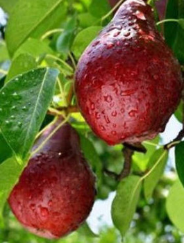 Grusza Red Faworytka Czerwona Klapsa Starkrimson START PACK ®