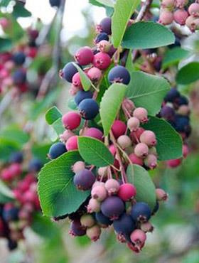 Świdośliwa kanadyjska drzewko rodzynkowe