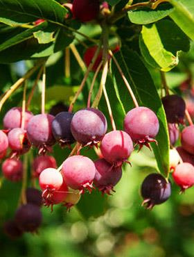 Świdośliwa lamarcka gołębia jagoda