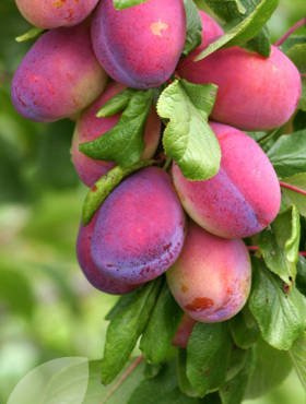 Śliwa Królowa Wiktoria START PACK