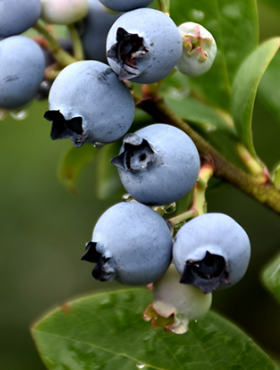 Borówka amerykańska niska Northblue (C2)