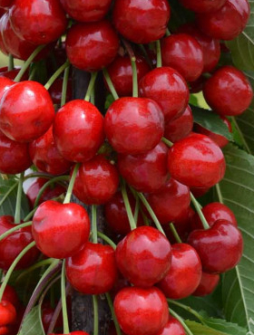 Czereśnia kolumnowa Silva Mrozoodporna w doniczce (C2)