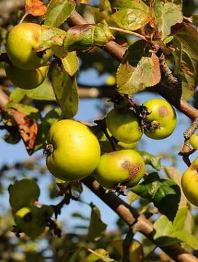 Jabłoń Dzika Płonka Plant Pack