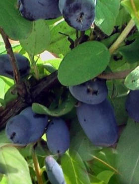 Jagoda kamczacka Czarna