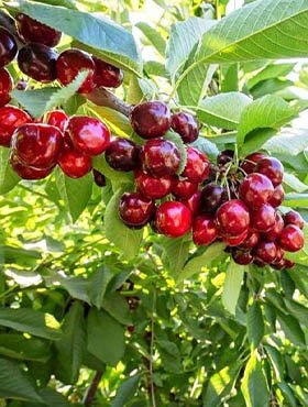 Czereśnia Skeena w doniczce (C2)