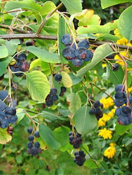 Świdośliwa olcholistna Smokey