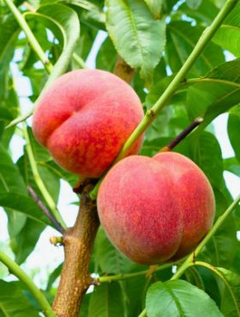 Brzoskwinia Favorita Morettini Start Pack