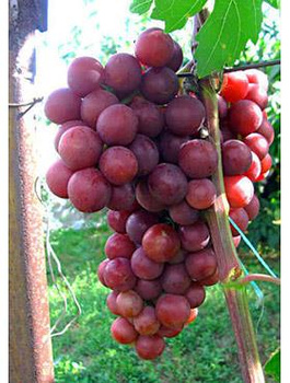 Winorośl winogrona Lidia