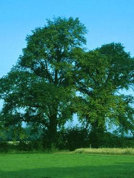 Wiąz pospolity Plant Pack