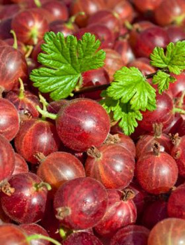 Agrest czerwony krzaczasty START PACK