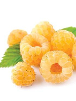 Malina zółta START PACK