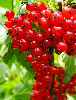 Porzeczka czerwona Rondom START PACK