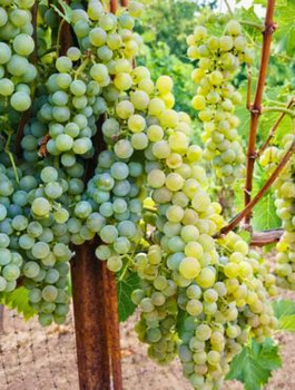 Winorośl winogrona Seyval Blanc (C2)