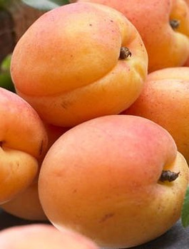 Morela Madarska START PACK 