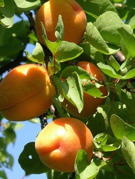 Morela Goldrich START PACK