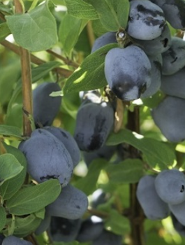 Jagoda kamczacka Boreal Beauty w doniczce