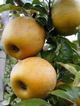 Jabłoń Złota Reneta Parchoodporna Królowa Renet