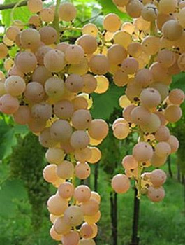 Winorośl winogrona Bianca