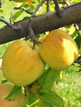 Jabłoń Golden Delicious 