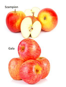 Duo Jabłoń Szampion+ Gala Plant Pack 